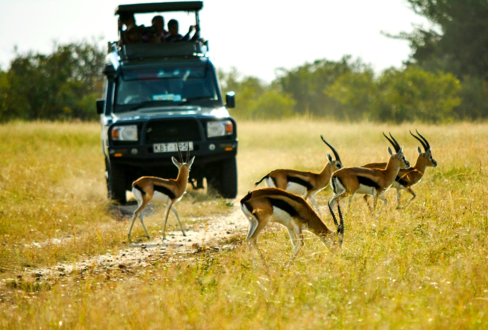 Kenia en Esencia